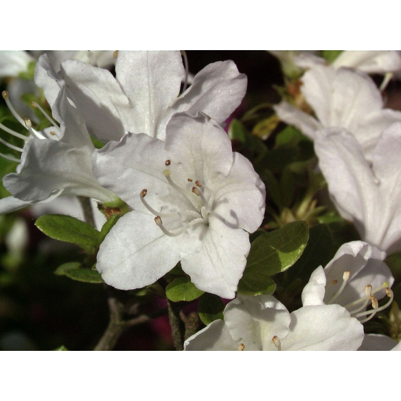 Japanische Azalee Rhododendron Obtusum Inas Diamant Wei H He