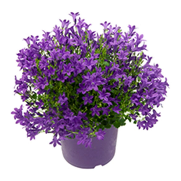 Gartenkrone Glockenblume Campanula Portenschlagiana Get Mee Bl Te