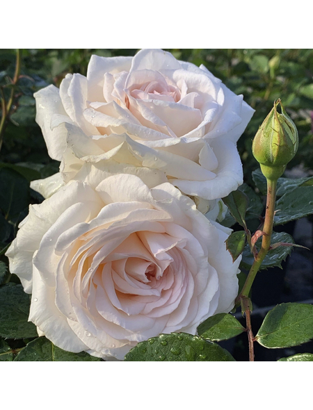 Kordes Rosen Beetrose Rosa Gr Fin Elke Zu Rantzau Bl Te Cremewei