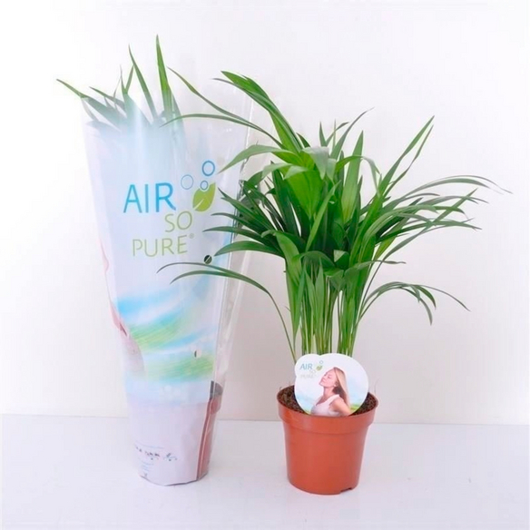 Gartenkrone Goldfruchtpalme, Dypsis lutescens, bis max. 50 cm - hagebau.at