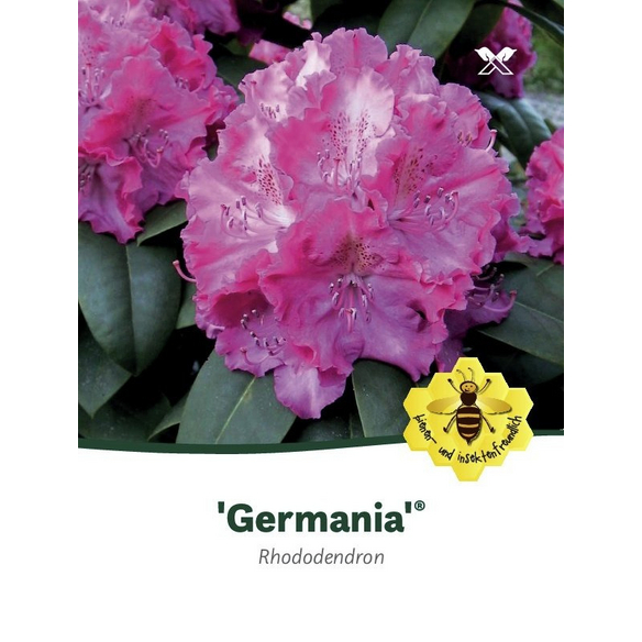 Rhododendron Germania, rosa, Hhe: 30 - 40 cm - hagebau.at