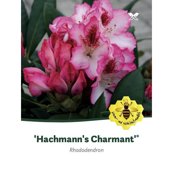 rhododendron orangina Pacific Rhododendron (Rhododendron macrophyllum) – Sparrowhawk Native Plants main image 0