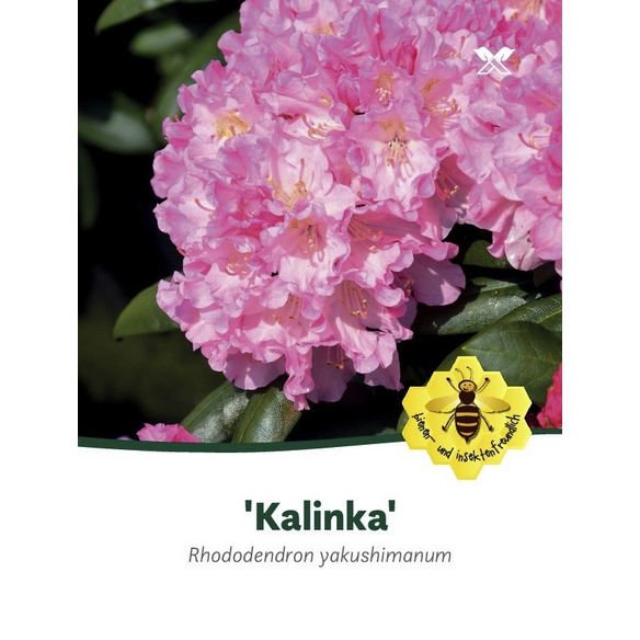 Rhododendron yakushimanum Kalinka, rosa/pink, Hhe: 25 - 30 cm -  hagebau.at