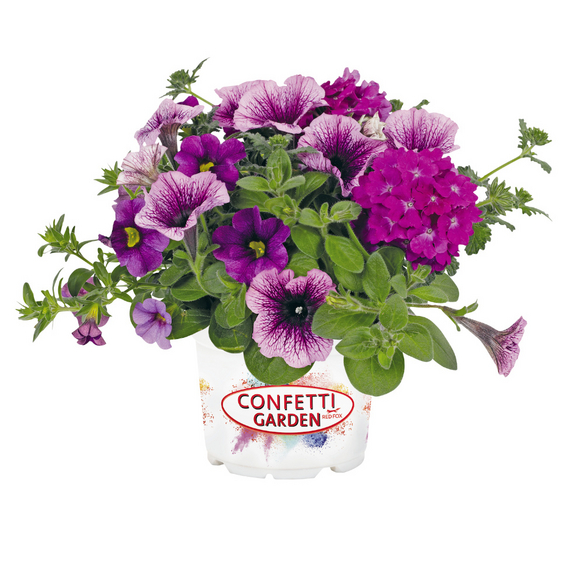 Trio Confetti Garden hagebau.at