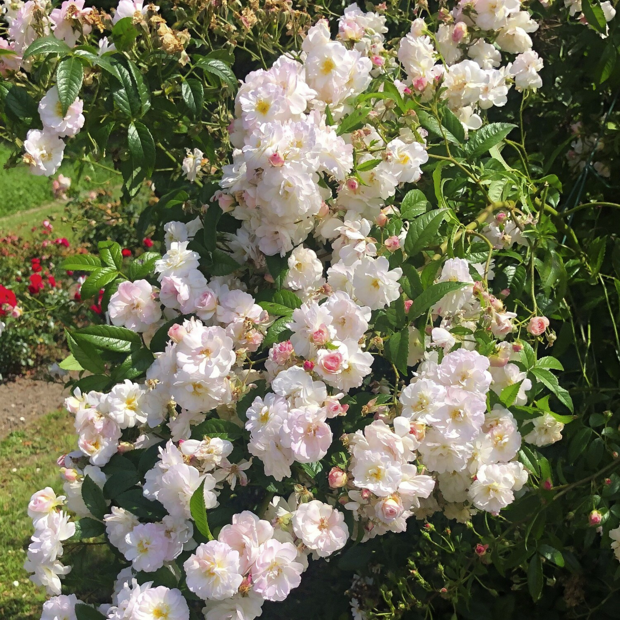 KORDES ROSEN Kletterrose, Rosa »‘Sweet‘ Siluetta®«, Blütenfarbe weiß