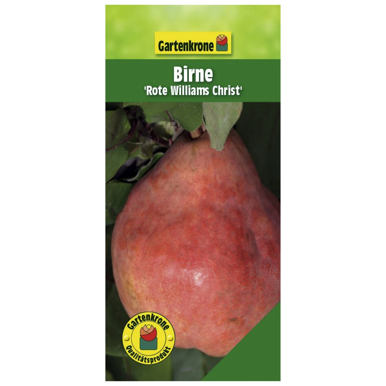 Gartenkrone Birne, Pyrus communis »Rote Williams Christ«, Früchte