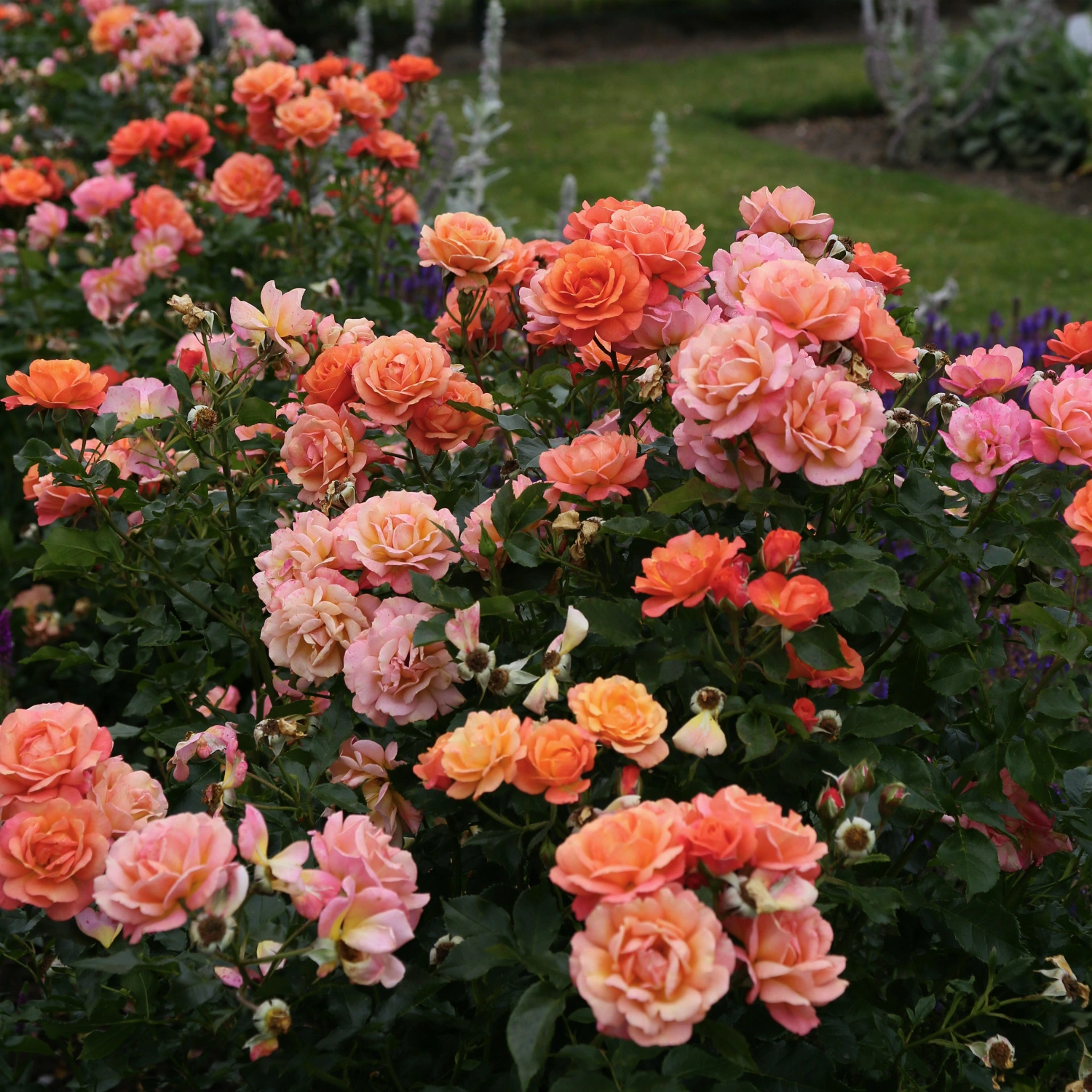 KORDES ROSEN Strauchrose, Rosa »Lambada®«, Blüte: orange, gefüllt 