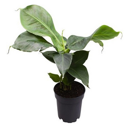 monstera thai constellation preis Monstera Thai Constellation – Rare Tropical Plant with Unique Variegation –  17 cm Pot Size – Plantlovers main image 0