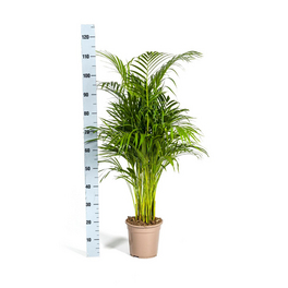 Gartenkrone Fensterblatt, Monstera deliciosa - hagebau.at