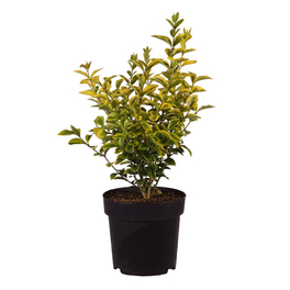 Gold-Liguster, Ligustrum ovalifolium Aureum, Bltter: grn/gelb, Blten:  creme - hagebau.at