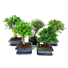 lego bonsai kruidvat LEGO Flower Arrangement