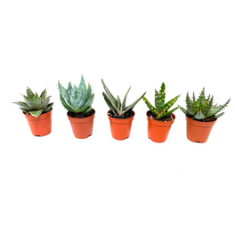 Sukkulente Aloe, Aloe vera, grn - hagebau.at
