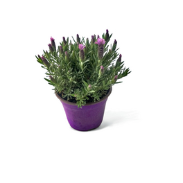 Salzachblume Schopflavendel, Lavendula Lavendula stoechas - hagebau.at
