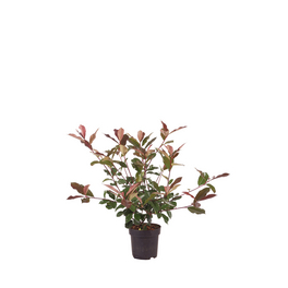 Gartenkrone Glanzmispel, Photinia fraseri Red Robin, wei, winterhart -  hagebau.at