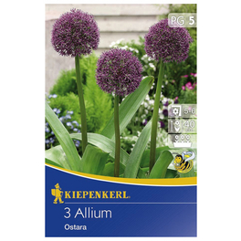 Allium Ostara, Lila, 3 Stück