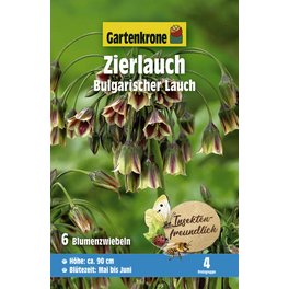 Allium »siculum ssp. bulgaricum«, 6 Stück