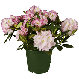 Zwerg-Alpenrose, Rhododendron ludlowii Wren, gelb, Hhe: 20 - 25 cm -  hagebau.at