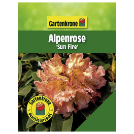 Zwerg-Alpenrose, Rhododendron ludlowii Wren, gelb, Hhe: 20 - 25 cm -  hagebau.at