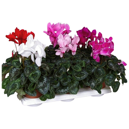 Alpenveilchen, Cyclamen persicum »Extra«, Blütenfarbe: mehrfarbig Alpenveilchen, Cyclamen persicum »Extra«, Blütenfarbe: mehrfarbig