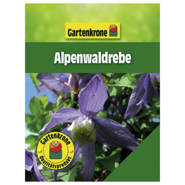 Alpenwaldrebe, Clematis alpina, Blüte: hellblau