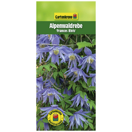 Alpenwaldrebe, Clematis alpina »Frances Rivis«, Blüte: hellblau