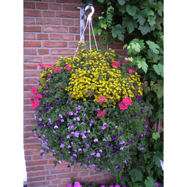 Ampelpflanze, »Multiflower«, mit Blüten, Farbe: mehrfarbig