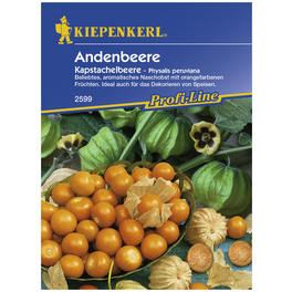 Andenbeere peruviana Physalis »Kapstachelbeere«