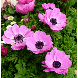 Anemone »Anemone Hupehensis Var. Jap.«, rosa, winterhart