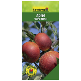 Apfel, Malus domestica »Ingrid Marie«, Früchte: süß-säuerlich Apfel, Malus domestica »Ingrid Marie«, Früchte: süß-säuerlich