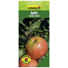 Apfel, Malus domestica »James Grieve«, Früchte: süß-säuerlich