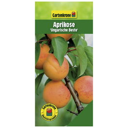 Aprikose, Prunus armeniaca »Ungarische Beste«, Früchte: süß