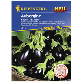Aubergine melongena Solanum Aubergine melongena Solanum