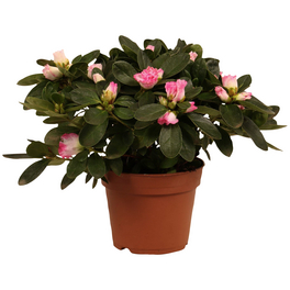 Azalee, Rhododendron simsii, Blütenfarbe: zweifarbig