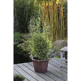 Bambus, Fargesia nitida »Volcano«, Pflanzenhöhe: 50-80 cm, grün