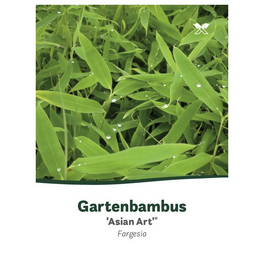 Bambus, Gartenbambus, Fargesia, Asian Art Bambus, Gartenbambus, Fargesia, Asian Art