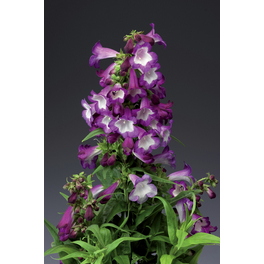 Bartfaden »Penstemon hartwegii«, bunt Bartfaden »Penstemon hartwegii«, bunt