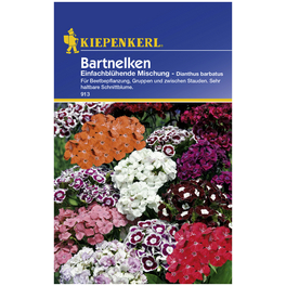 Bartnelke, Dianthus barbatus, Samen, Blüte: mehrfarbig