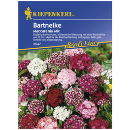 Bartnelke, Valerianella locusta, Samen, Blüte: mehrfarbig