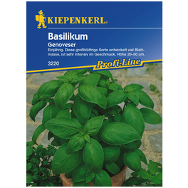 Basilikum Ocimum basilicum »Genoveser« Basilikum Ocimum basilicum »Genoveser«