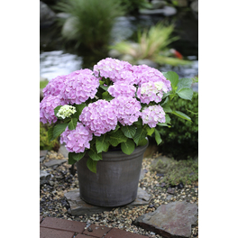 Bauernhortensie 'Forever & Ever'® Pink, macrophylla, Topf: 23 cm, Blüten: rosa Bauernhortensie 'Forever & Ever'® Pink, macrophylla, Topf: 23 cm, Blüten: rosa