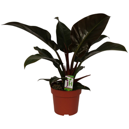 Baumfreund, Philodendron erubescens »Imperial Red« Baumfreund, Philodendron erubescens »Imperial Red«