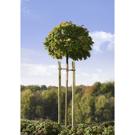 Baumpfahl, Grün, kesseldruckimprägniert, 150 cm