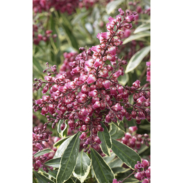 Beetpflanze , bordeaux, Höhe: 30 - 40 cm Beetpflanze , bordeaux, Höhe: 30 - 40 cm