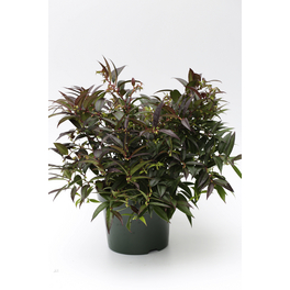 Beetpflanze , weiß, Höhe: 30 - 40 cm Beetpflanze , weiß, Höhe: 30 - 40 cm