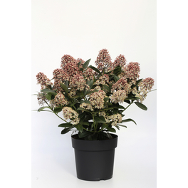 Beetpflanze , weiß/rosa, Höhe: 15 - 20 cm Beetpflanze , weiß/rosa, Höhe: 15 - 20 cm