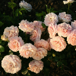 Beetrose, Rosa »Cremosa®«, Blüte: apricot, gefüllt Beetrose, Rosa »Cremosa®«, Blüte: apricot, gefüllt