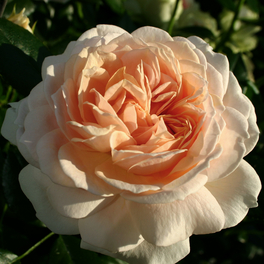 Beetrose, Rosa »Garden of Roses®«, Blüte: rosa, gefüllt