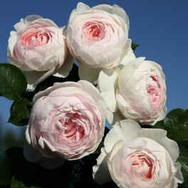 Beetrose, Rosa »Herzogin Christiana®«, Blüte: weiß/rosa, gefüllt Beetrose, Rosa »Herzogin Christiana®«, Blüte: weiß/rosa, gefüllt