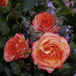 Beetrose, Rosa »Meteor®«, Blüte: mehrfarbig, stark gefüllt
