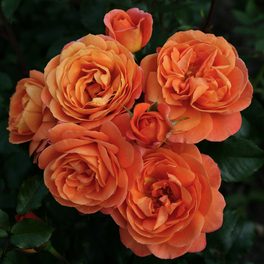 Beetrose, Rosa »Phoenix®«, Blüte: orange, gefüllt